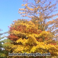 Photo arbre automne