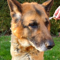 avatar photo profil chien berger allemand