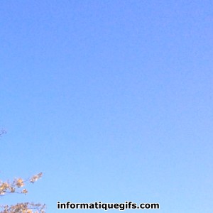 Image ciel bleu avec branche arbre