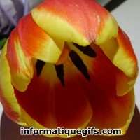 Photo tulipe orange jaune