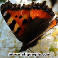image papillon sur un arbre a papillon