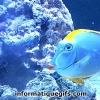 Photo poisson bleu dans un aquarium