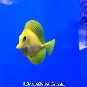image poisson jaune dans une eau bleue