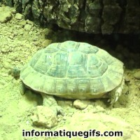 Image grande tortue