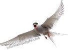 Une colombe blanche qui vole