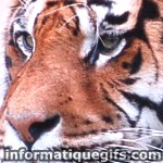 image tigre