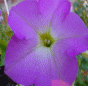 Gif anime fleur violette