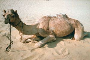 photo camelus dans le sable du desert