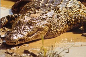 Image alligator sur le sol