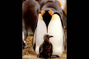 papa et maman pingouin