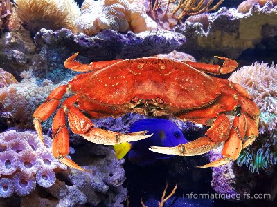 Le fond marin avec un gros crabe 