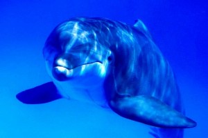 Image dolphin