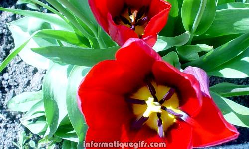 tulipe rouge du jardin