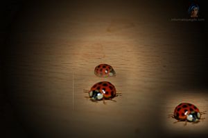 image ladybird