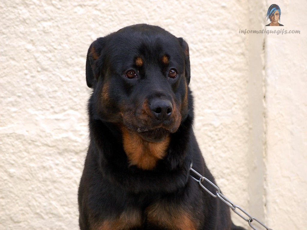 rottweiler varieties rottweilers quotes like success rottweiler varieties rottweilers quotes like success