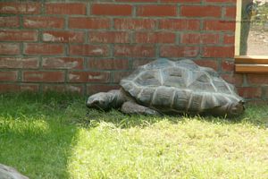 Une grande tortue dans la pelouse