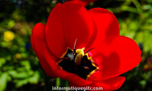 bouquet image fleur tulipe