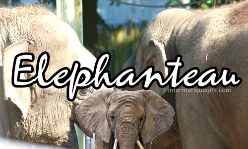 photo elephanteau