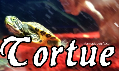 photo tortue dans aquarium