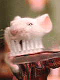 Image souris et brosse a dents