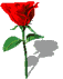 Petite rose rouge