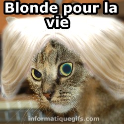 Un chat avec une perruque blonde