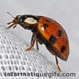 Gif coccinelle