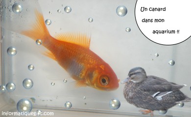 humour poisson rouge insolite