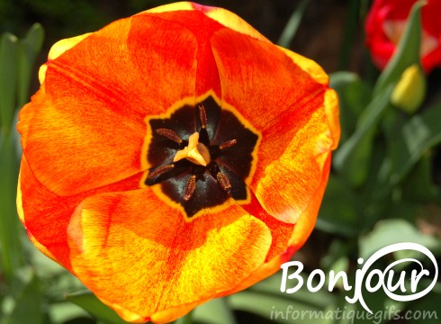 Image bonjour avec tulipe et message