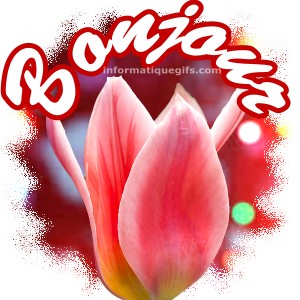 Image tulipe rose avec message bonjour
