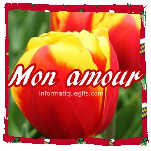 tulipe rouge jaune et message mon amour