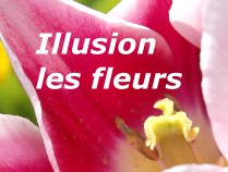 Illusion sur les fleurs