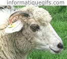 Un mouton frise