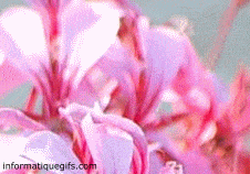 Gifs geranium fleur rose