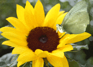 GIF papillon sur fleur