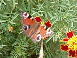 GIF papillon sur fleur