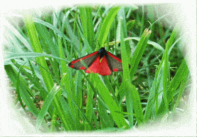 GIF papillon