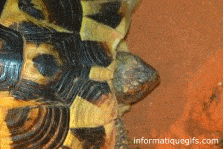 GIF tortue