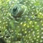 ancistrus