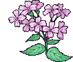 Gif fleur violette du jardin