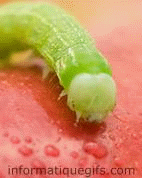Une larve sur une pomme