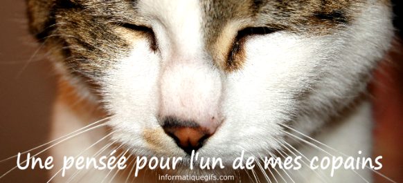 photo chat
