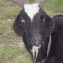Gif bouc