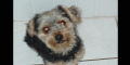 Gifs animes chien