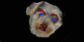 Gif anime chien de poche