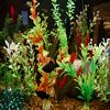 avatar fleur aquarium