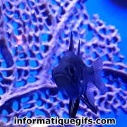 image fond marin corail