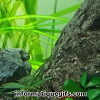 photo fond aquarium