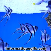 Image poisson dans un aquarium