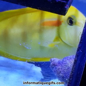 Photo poisson jaune
